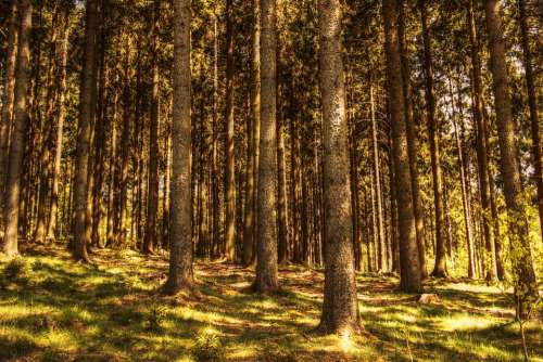 Trees Fir Forest Nature Conifers Sunlight