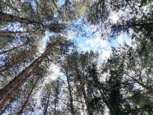 Trees Sky Summer Clouds Forest