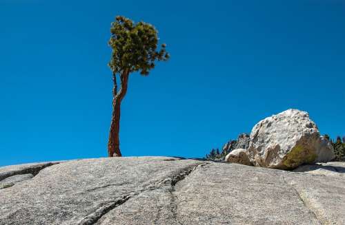 Trees Rock Scenic Tioga Pass Usa Yosemite