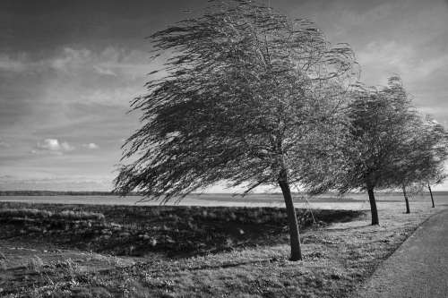 Trees Wind Black And White Landscape Nature Autumn