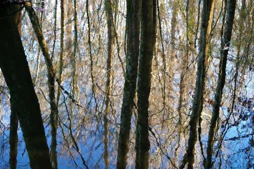 Trees Woods Forest Water Pond Nature Reflection
