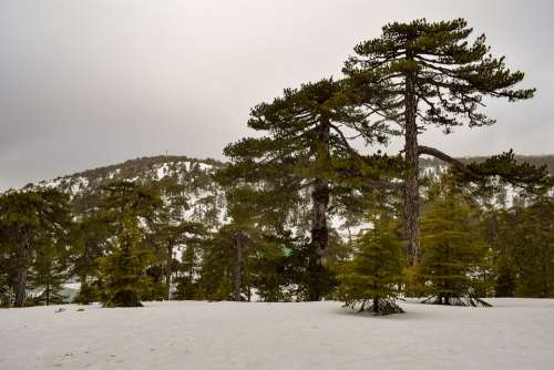 Trees Mountain Snow Winter Landscape Nature