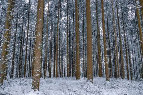 Trees Forest Nature Landscapesnow Wood Woods