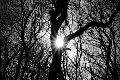 Trees Silhouette Woodland Wood Tree Sun B W