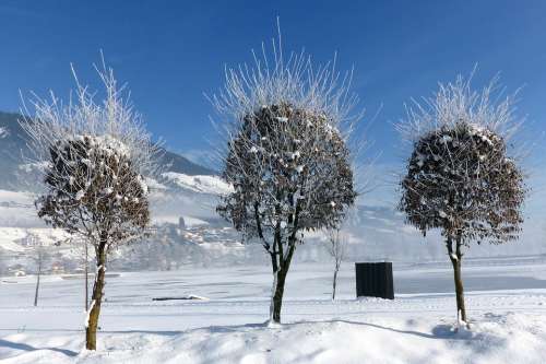 Trees Winter Snow Foliage Wintry White Nature