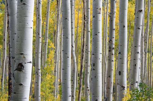 Trees Birch White Trunk Forest Outdoor Plants