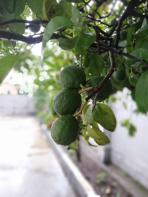 Tropical Fruit Lemon Mediterranean Lime