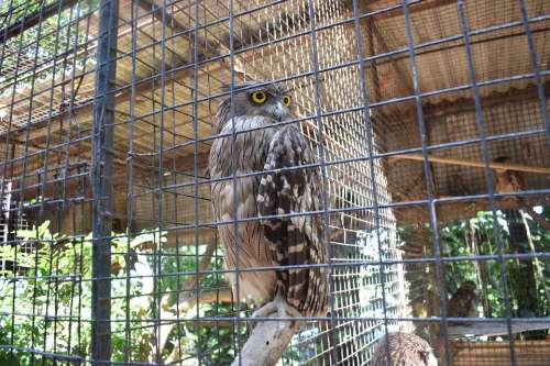 Tropical Green Jungle Fauna Zoo Wing Owl Bird