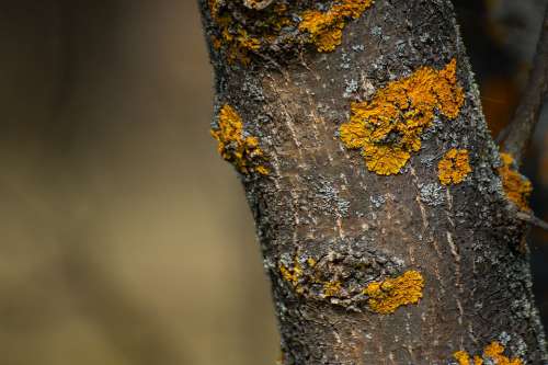 Trunk Lichen Tree Bark Nature