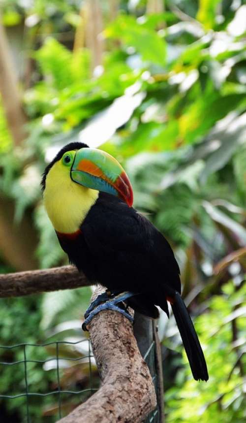 Tucan Bird Tropical Bird Plumage Colorful Animal