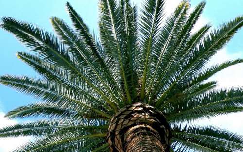 Tucson Desert Palm Branches Southwest Sky