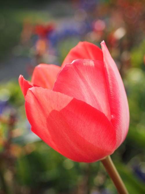 Tulip Red Flower Spring Close Up Colorful Color