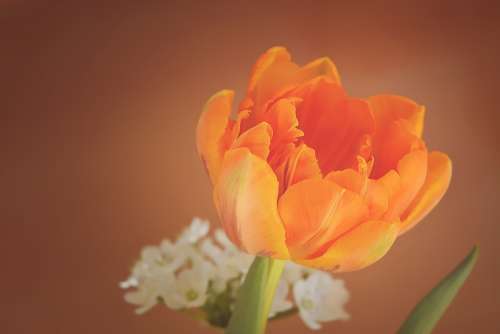 Tulip Flower Blossom Bloom Orange Petals