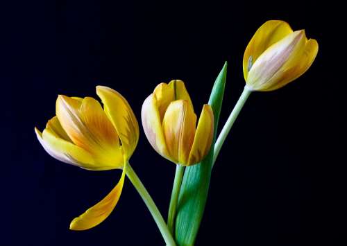 Tulip Spring Flowers Yellow