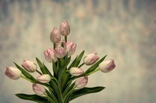 Tulip Flower Nature Plant Floral Background