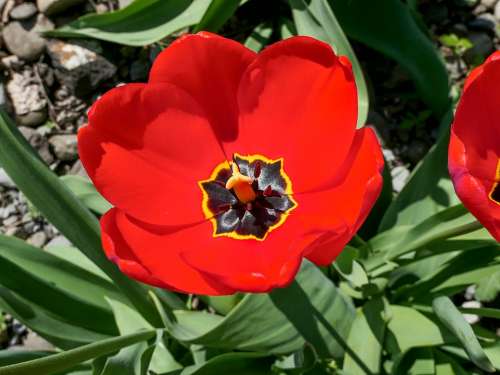 Tulip Red Flower Close Up Flower Garden Spring