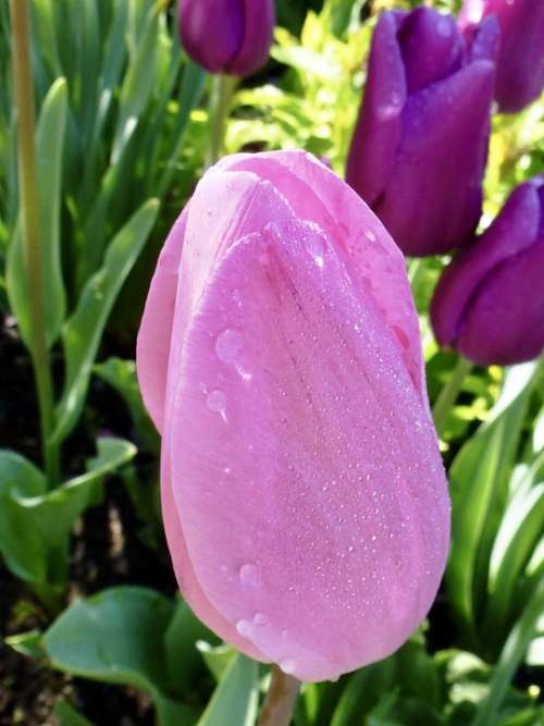 Tulip Rain Drip Nature Flower Blossom Bloom