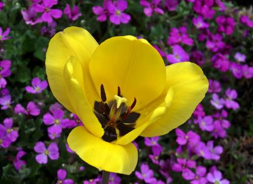 Tulip Flower Yellow Spring Garden Nature