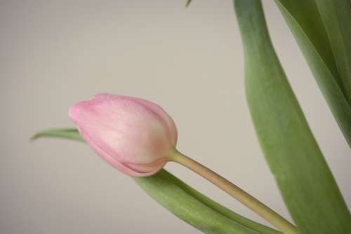 Tulip Flower Blossom Bloom Pink Pink Flower