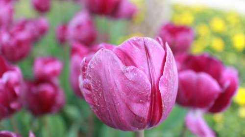 Tulip Flower Pink Romance Romantic Blossom Garden