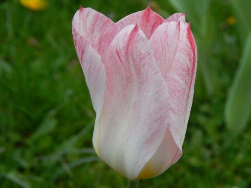 Tulip White Red Spring Nature Garden Tulpenbluete