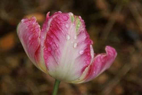 Tulip Flower Waterdrop Water Nature Plant Green