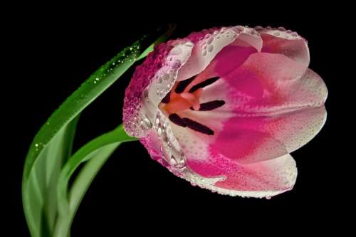 Tulip Blossom Bloom Macro Spring Red Pink Plant