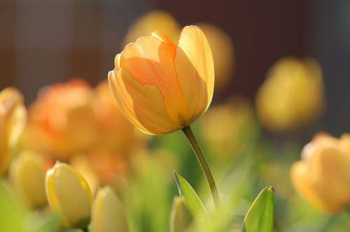 Tulip Yellow Bright Spring Floral Blossom Natural