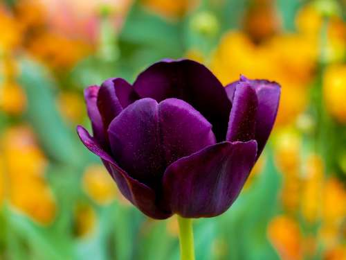 Tulip Purple Flower Bokeh Colorful Individually