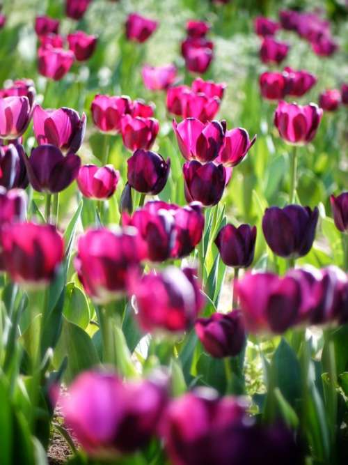 Tulipa Tulip Flowers Spring Nature Lilac