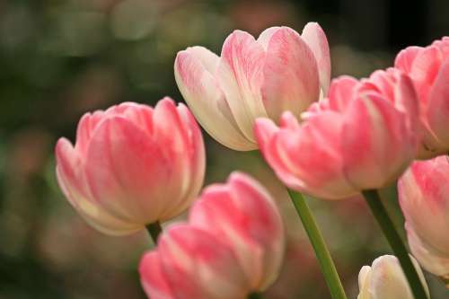 Tulips Flowers Spring Plant Flora Nature Close Up