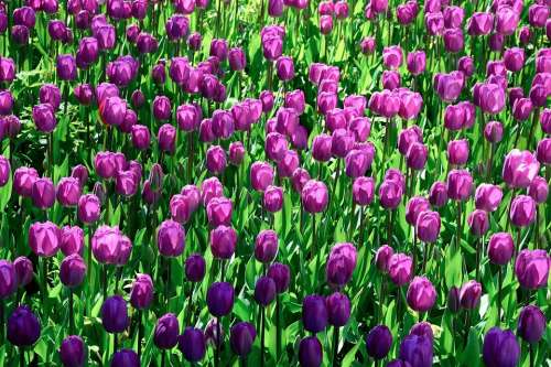Tulips Flowers Pink Colorful Spring Floral Nature