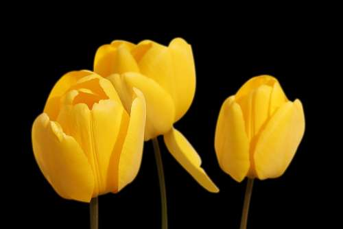 Tulips Yellow Flowers Spring