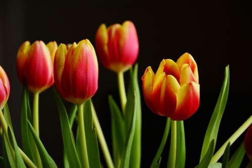 Tulips Spring Flowers Blossom Bloom Schnittblume