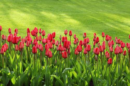 Tulips Bloom Blossom Colorful Flowers Garden