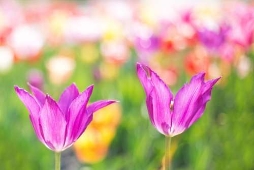 Tulips Pink Garden Spring Flowers Floral Nature