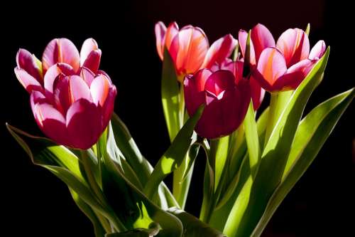 Tulips Flowers Plant Beauty Green Posy