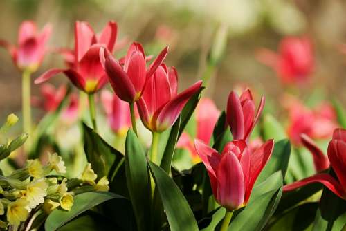 Tulips Red Flowers Spring Close Up Colorful Color