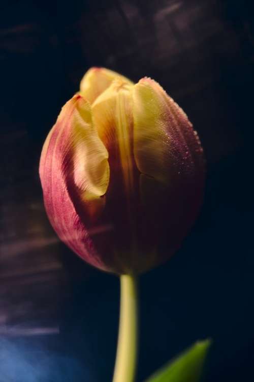 Tulips Drip Flower Tulip Nature Plant