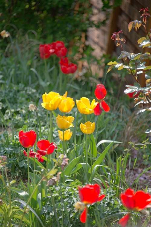 Tulips Meadow Bed Spring Flowers Nature Garden