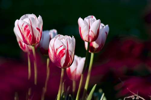 Tulips Garden Flowers Color Spring Nature