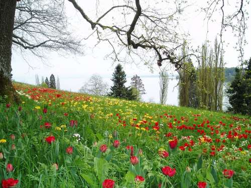 Tulips Meadow Flowers Spring