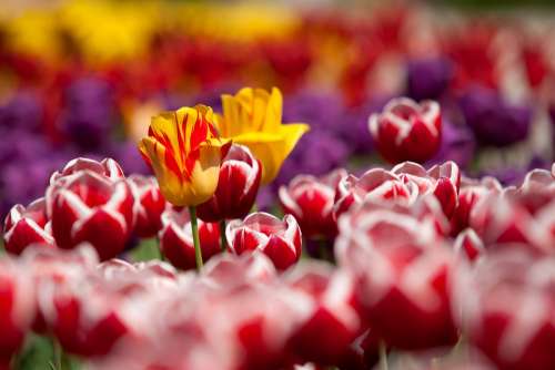 Tulips Flowers Plant Red Garden Spring
