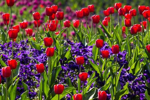 Tulips Spring Light Colorful Red Macro