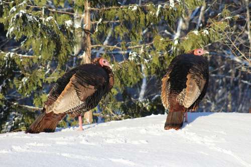 Turkey Turkeys Female Hen Duo Woods Nature