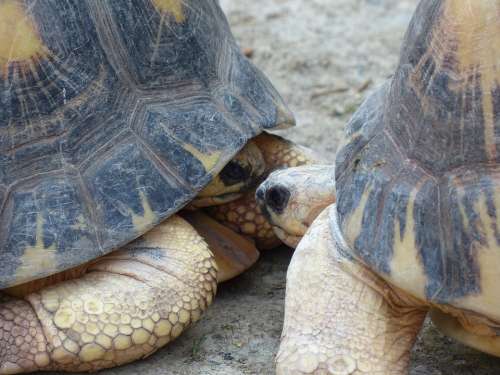 Turtle Turtles Kiss Couple Meeting Face-To-Face