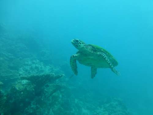 Turtle Sea Blue Diving