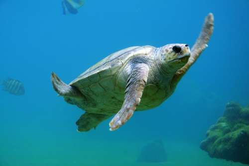Turtle Underwater Water Swimming Animal Aquatic