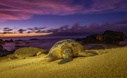 Turtles Sunset Turtle Sea Water Ocean Horizon