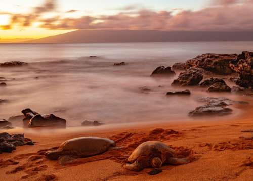 Turtles Sunset Turtle Sea Water Ocean Horizon